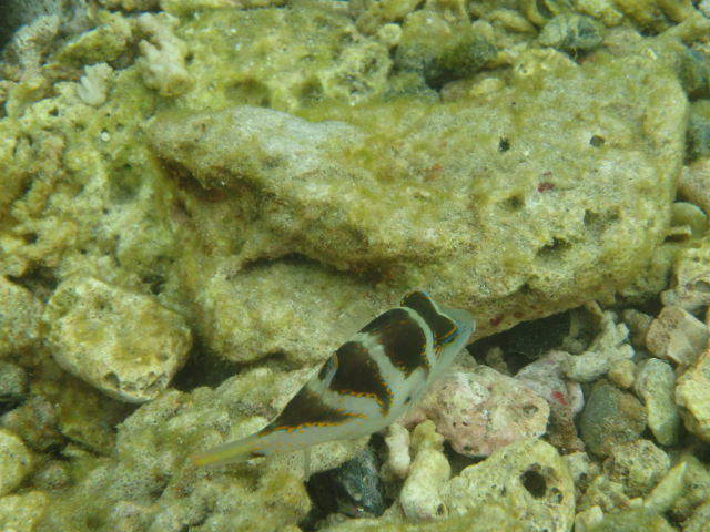 屋久島 シュノーケリング / SNORKELING